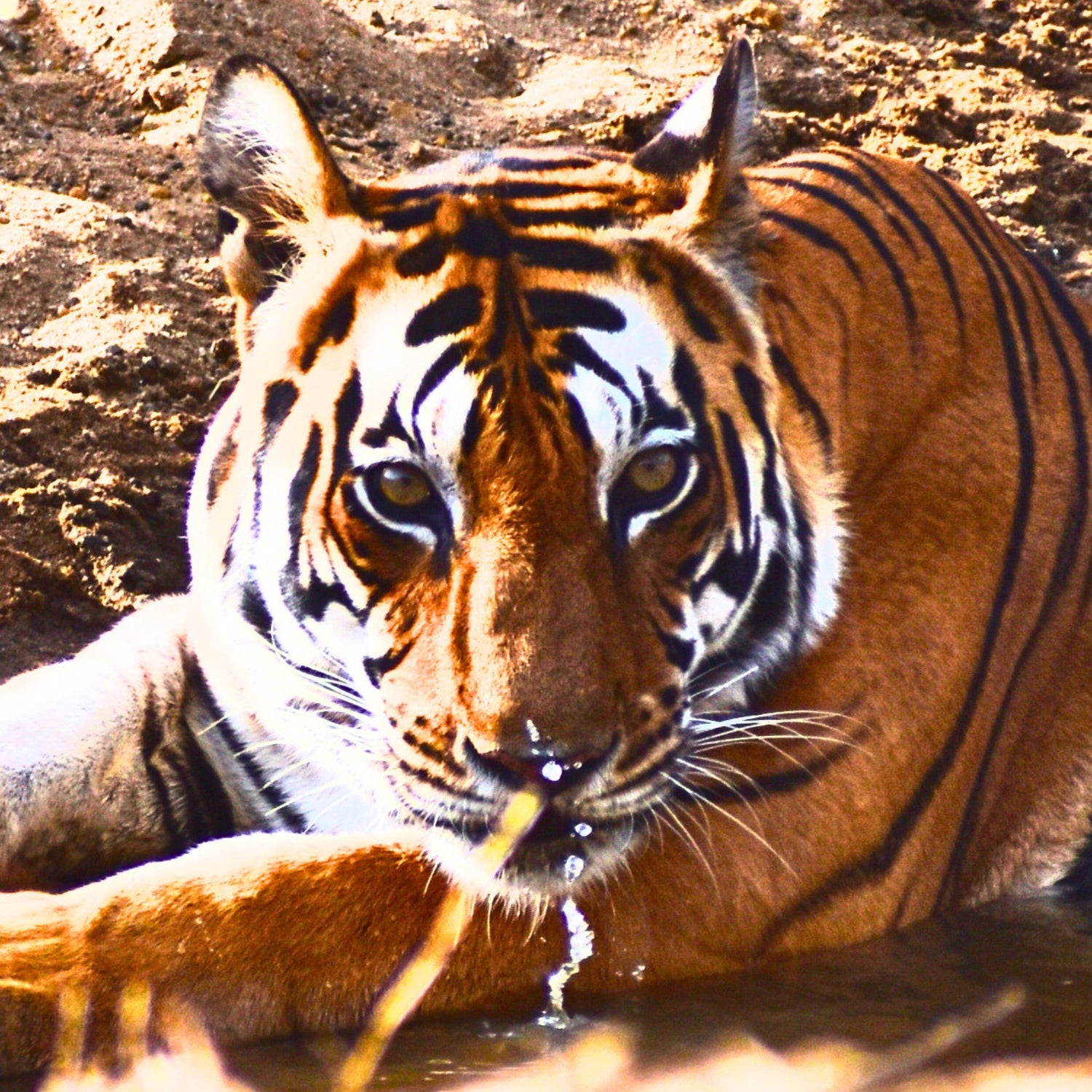 Celebrating International Tiger Day this July!