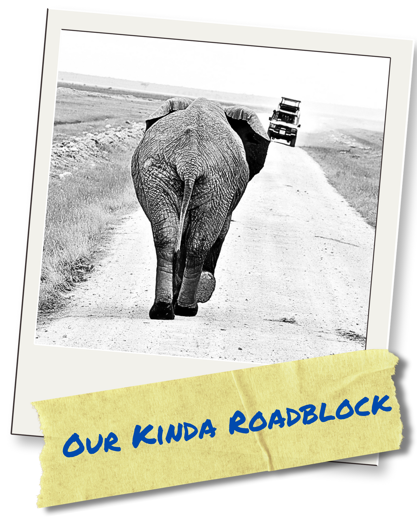 Safari Series: Elephant Roadblock
