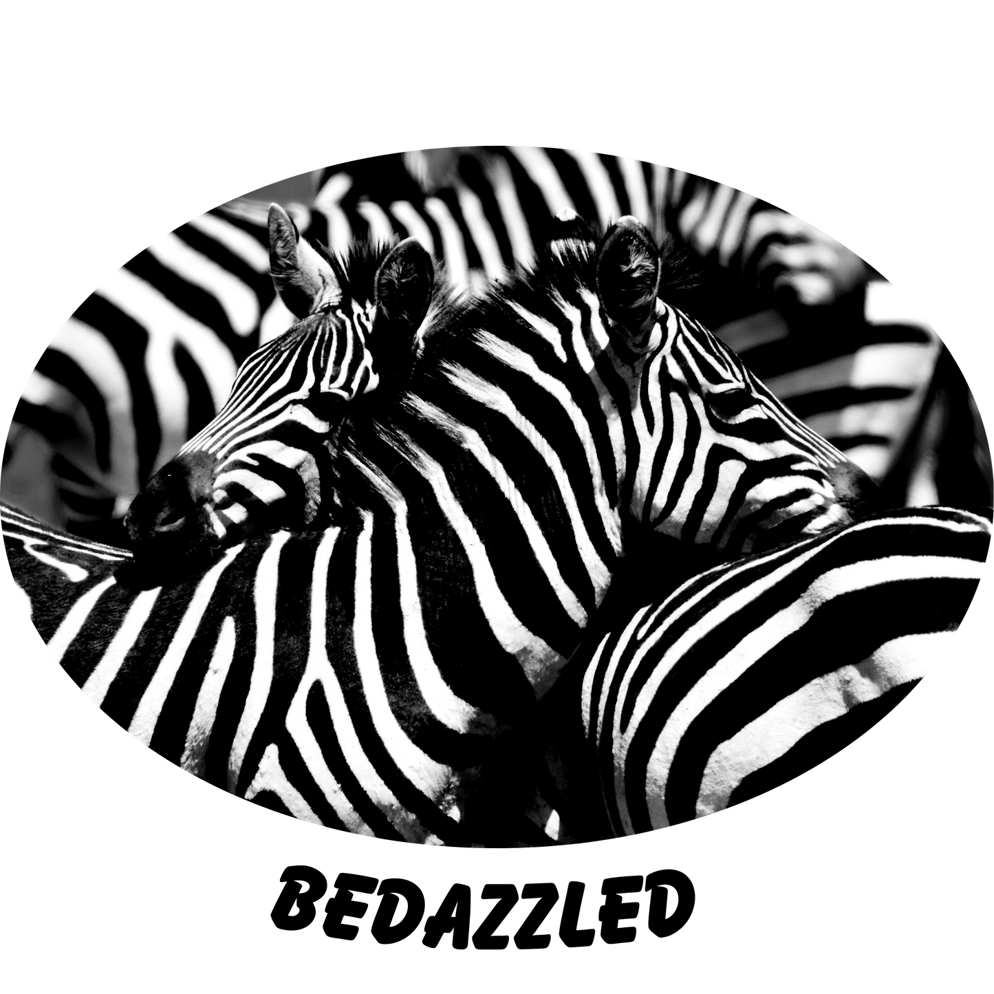 Safari Series: Zebra Dazzle